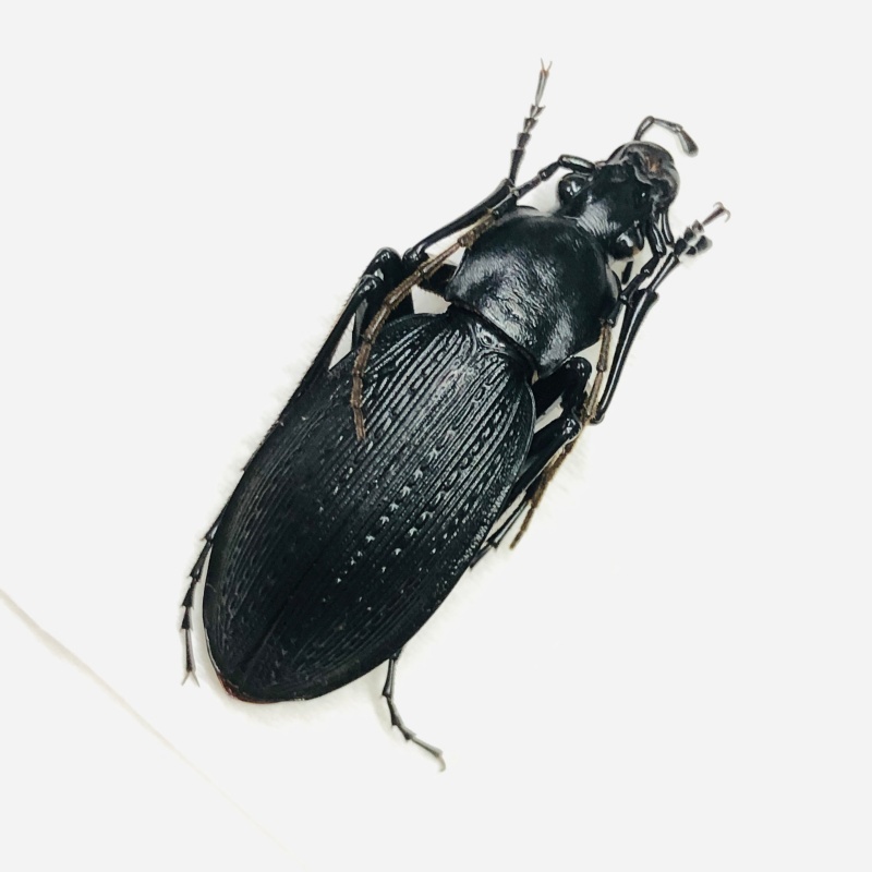 Carabus (Apotomopterus) sp A1 from Longnan Gansu No.7560