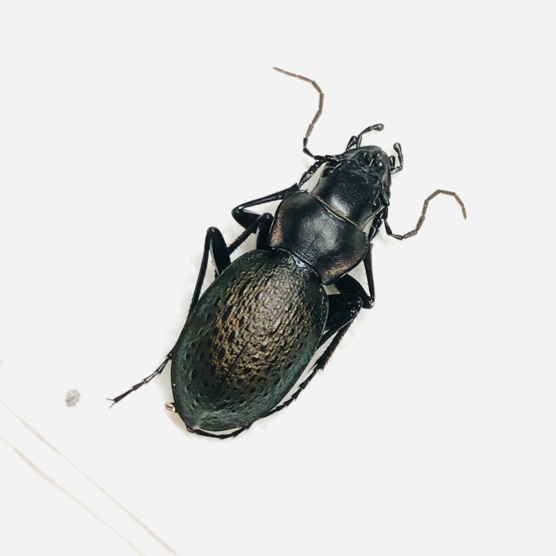 Carabidae Carabus (Acathaicus) alexandrae A1 from Longnan Gansu No.7556