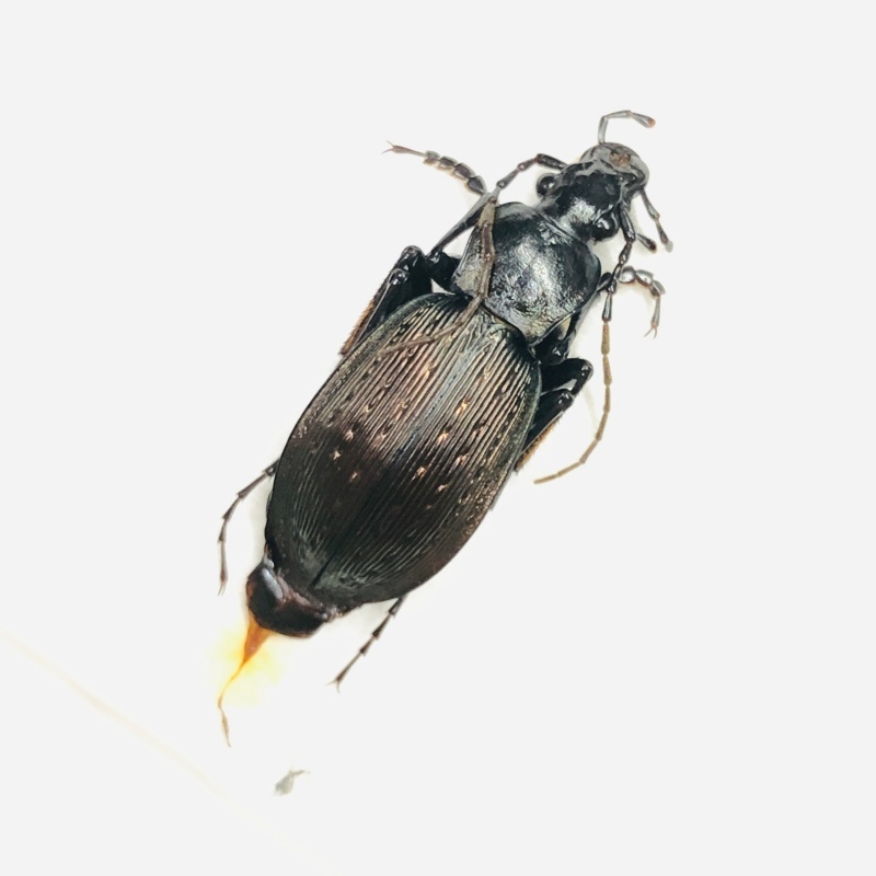 Carabidae Carabus sp A1 from Longnan Gansu No.7559