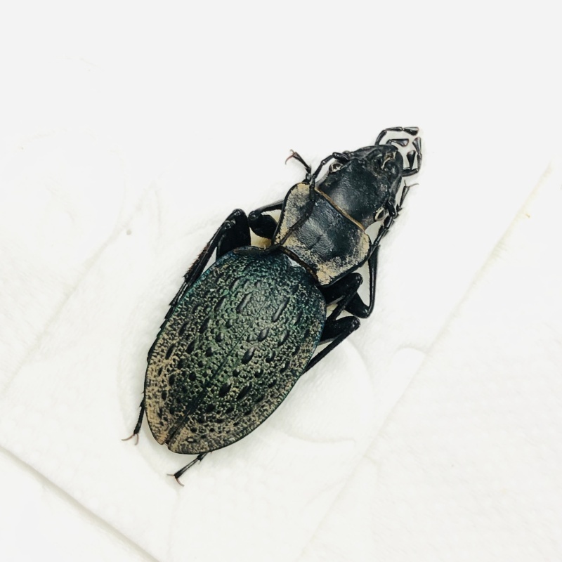 Carabidae Carabus (Acathaicus) alexandrae A1 from Longnan Gansu No.7558
