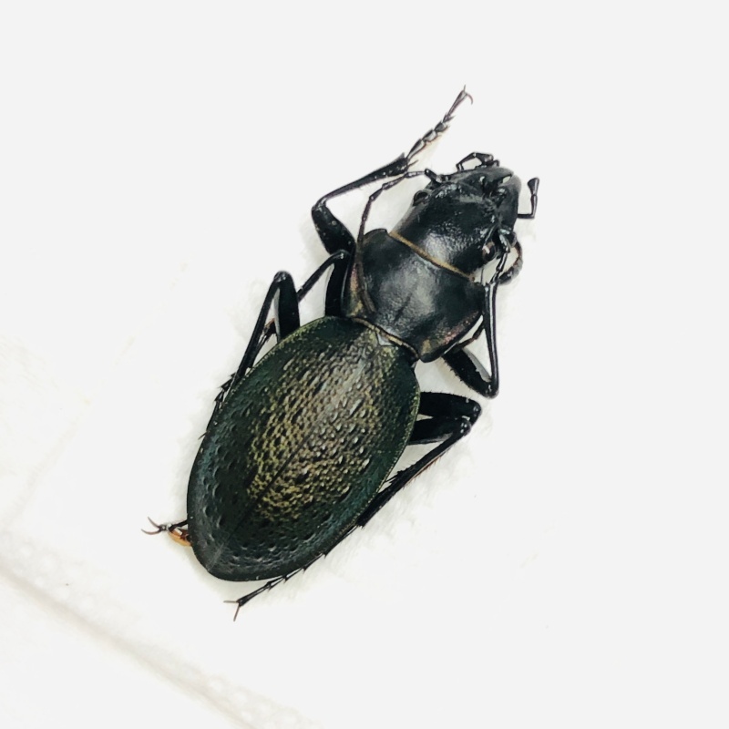 Carabidae Carabus (Acathaicus) alexandrae A1 from Longnan Gansu No.7555