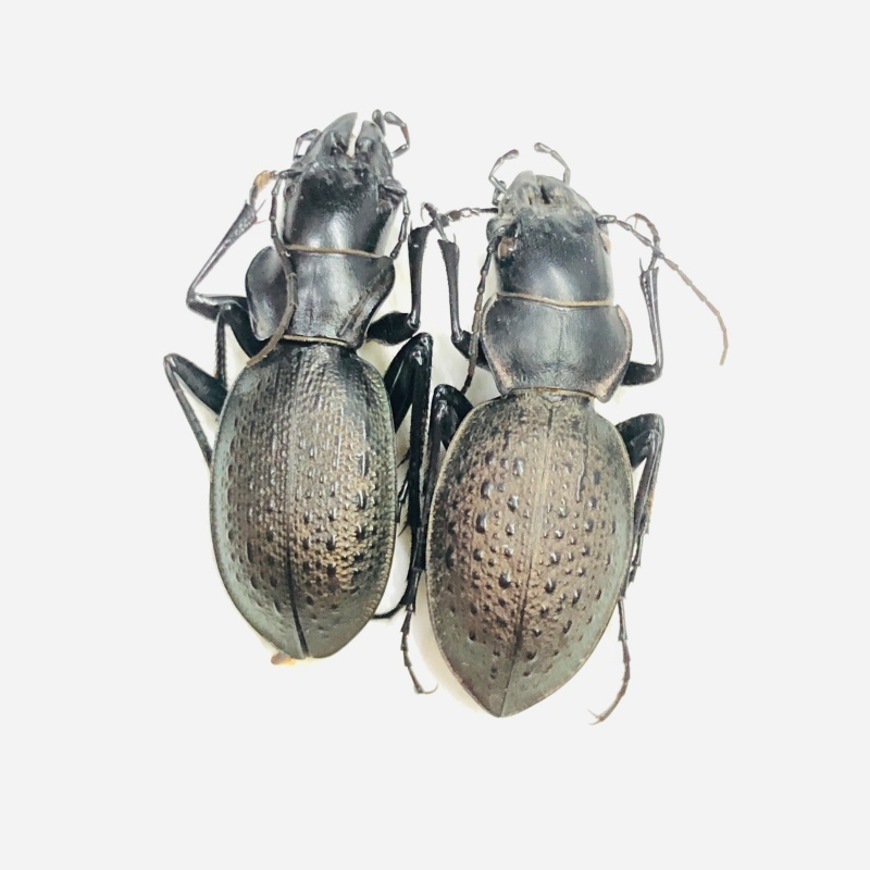 Carabidae Carabus (Acathaicus) alexandrae A1 from Longnan Gansu No.7554