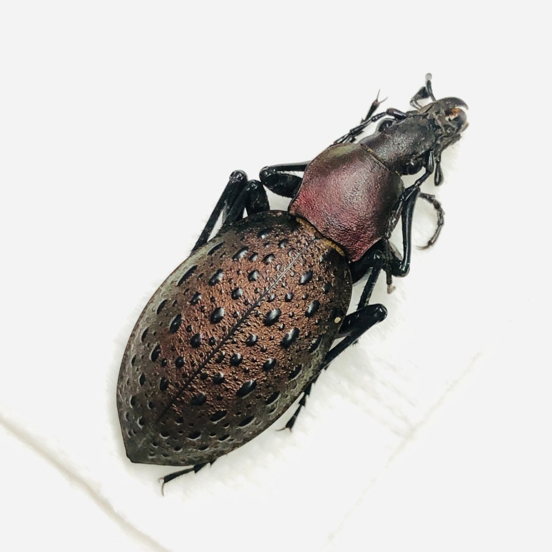 Carabidae Carabus (Coptolabrus) formosus ssp A1 from Longnan Gansu No.7568