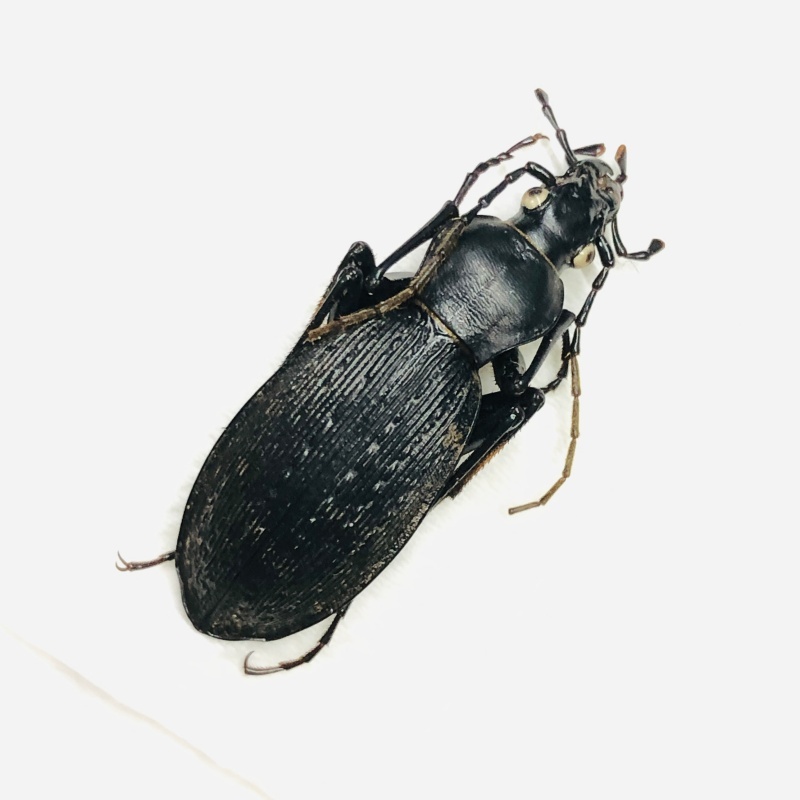 Carabus (Apotomopterus) sp A- from Longnan Gansu No.7561