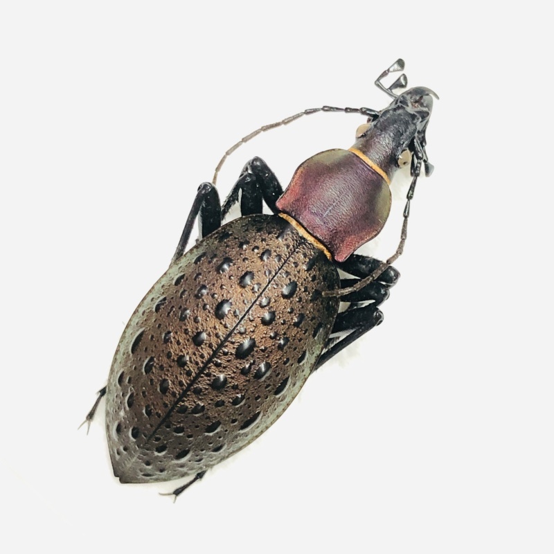 Carabidae Carabus (Coptolabrus) formosus ssp A1 from Longnan Gansu No.7566