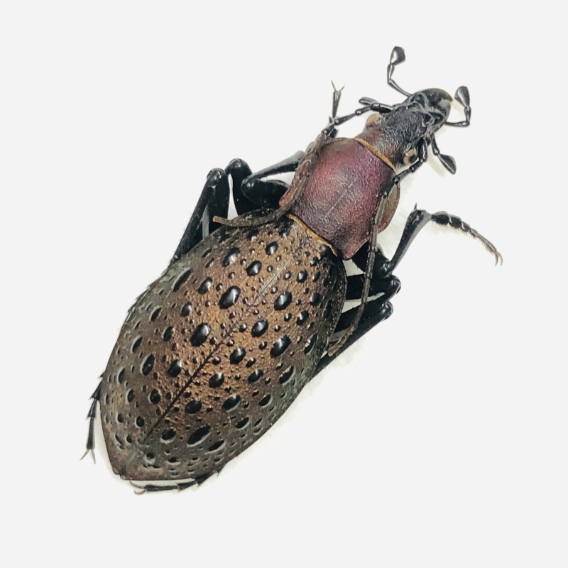 Carabidae Carabus (Coptolabrus) formosus ssp A1 from Longnan Gansu No.7569