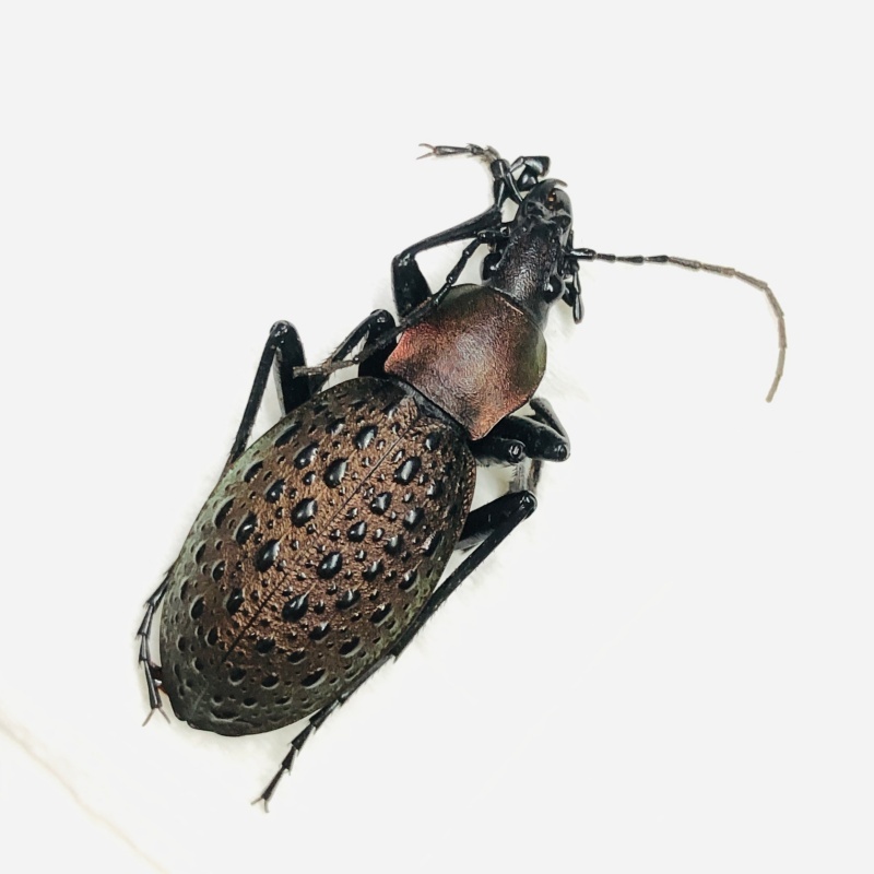 Carabidae Carabus (Coptolabrus) formosus ssp A1 from Longnan Gansu No.7567