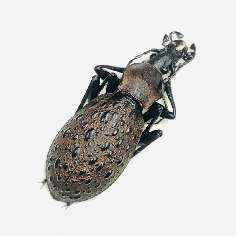 Carabidae Carabus (Coptolabrus) formosus ssp A1 from Longnan Gansu No.7570