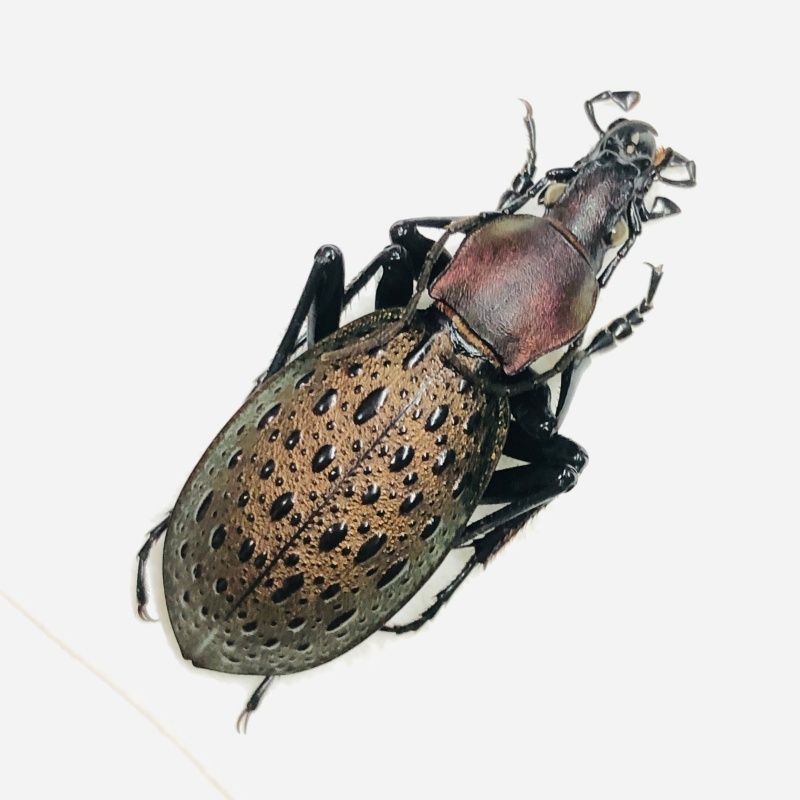 Carabidae Carabus (Coptolabrus) formosus ssp A1 from Longnan Gansu No.7572