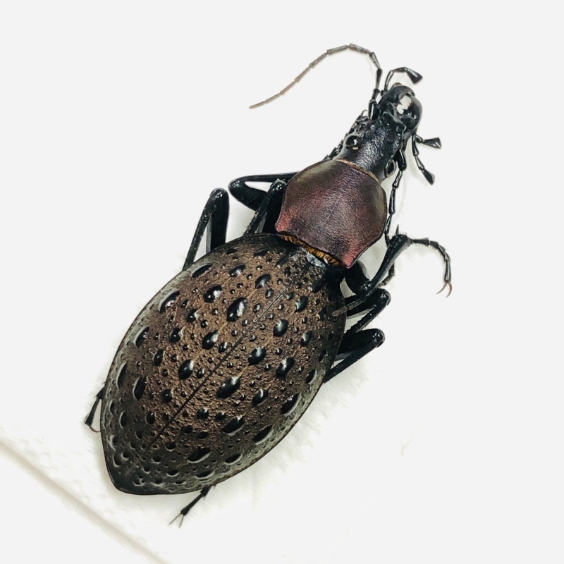 Carabidae Carabus (Coptolabrus) formosus ssp A1 from Longnan Gansu No.7571