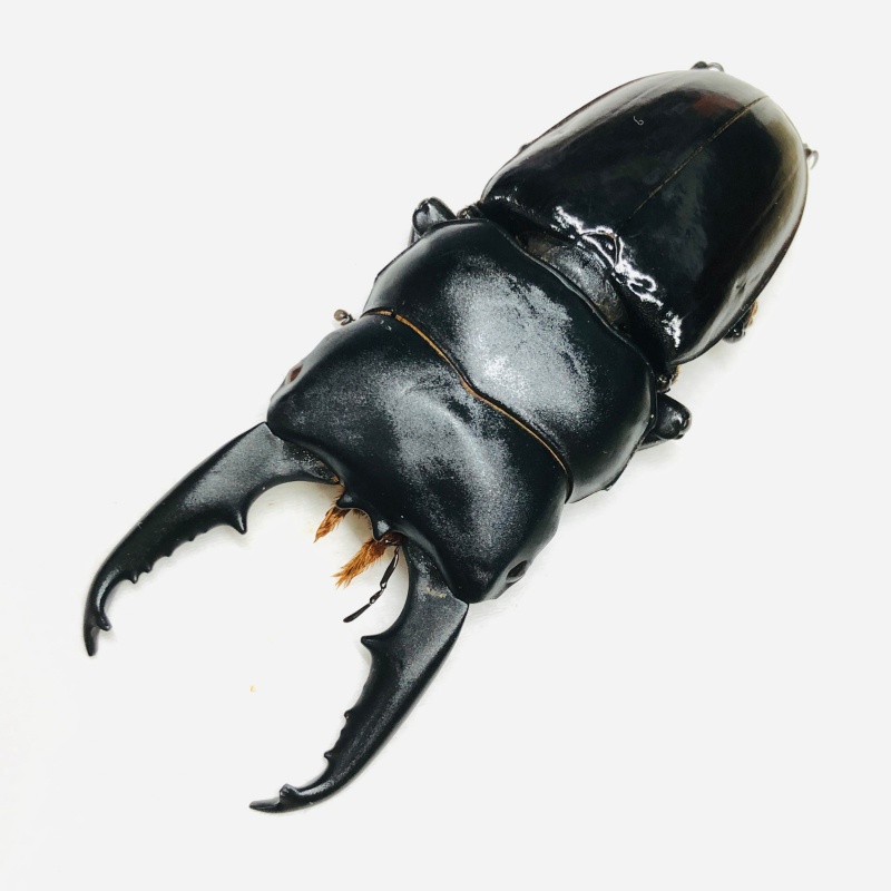 Lucanidae Dorcus lineatopunctatus lineatopunctatus 66mm A1 from Tibet No.7608