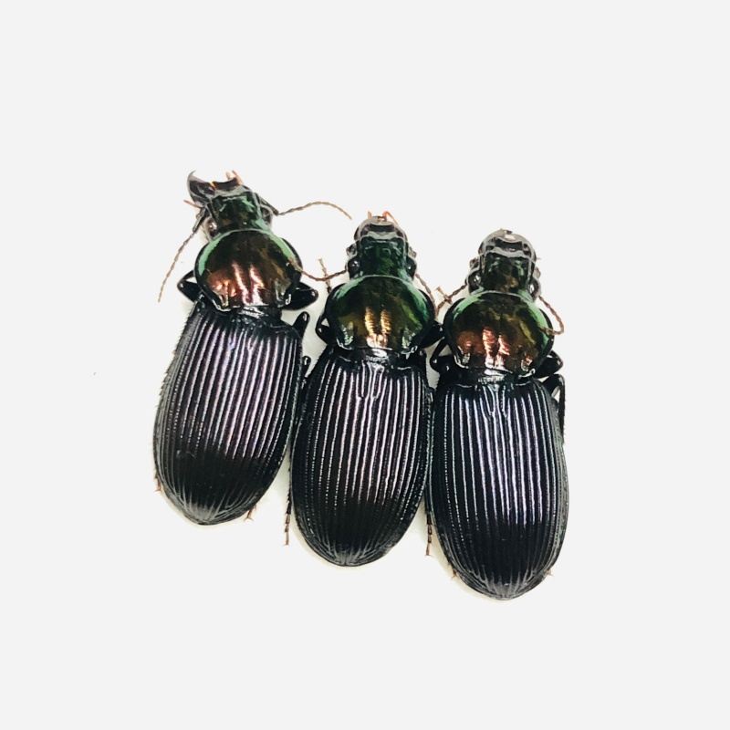 Carabidae Carabus sp 3pcs A1 from Xining Qinghai No.7647