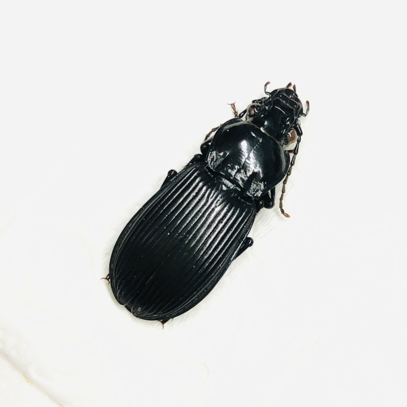 Carabidae sp A1 from Xining Qinghai No.7646