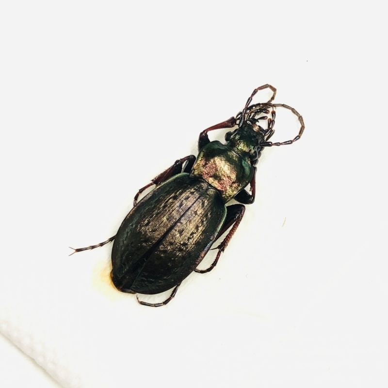 Carabidae Carabus sp A from Xining Qinghai No.7645