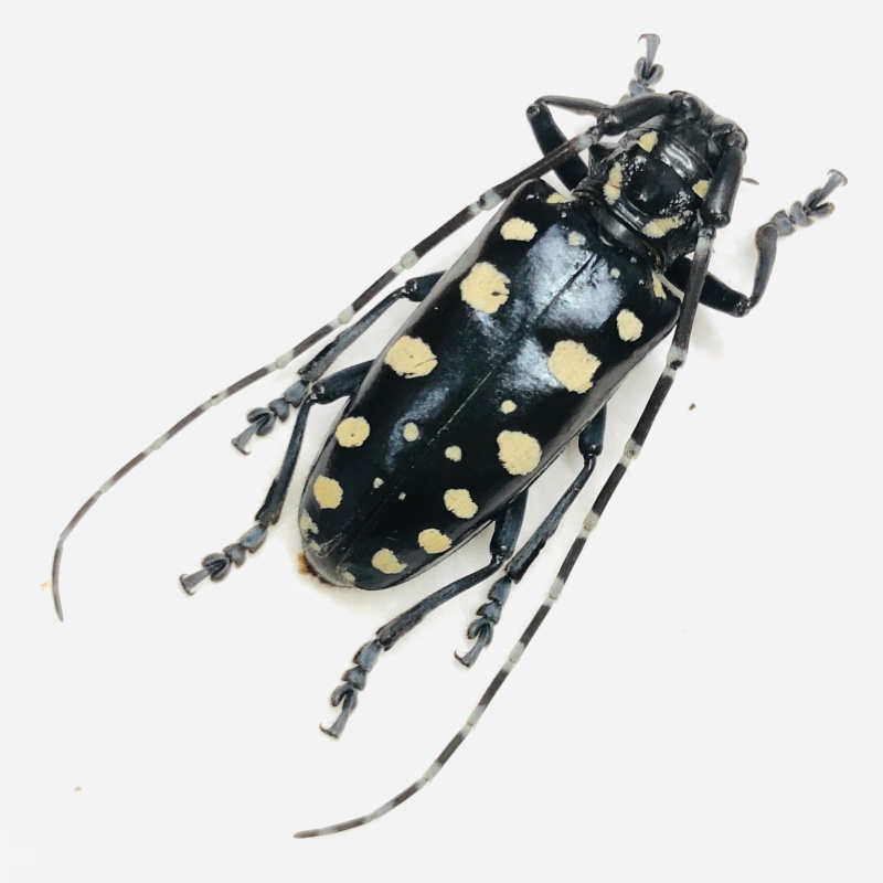 Cerambycidae Anoplophora imitator from Baise Guangxi No.7794