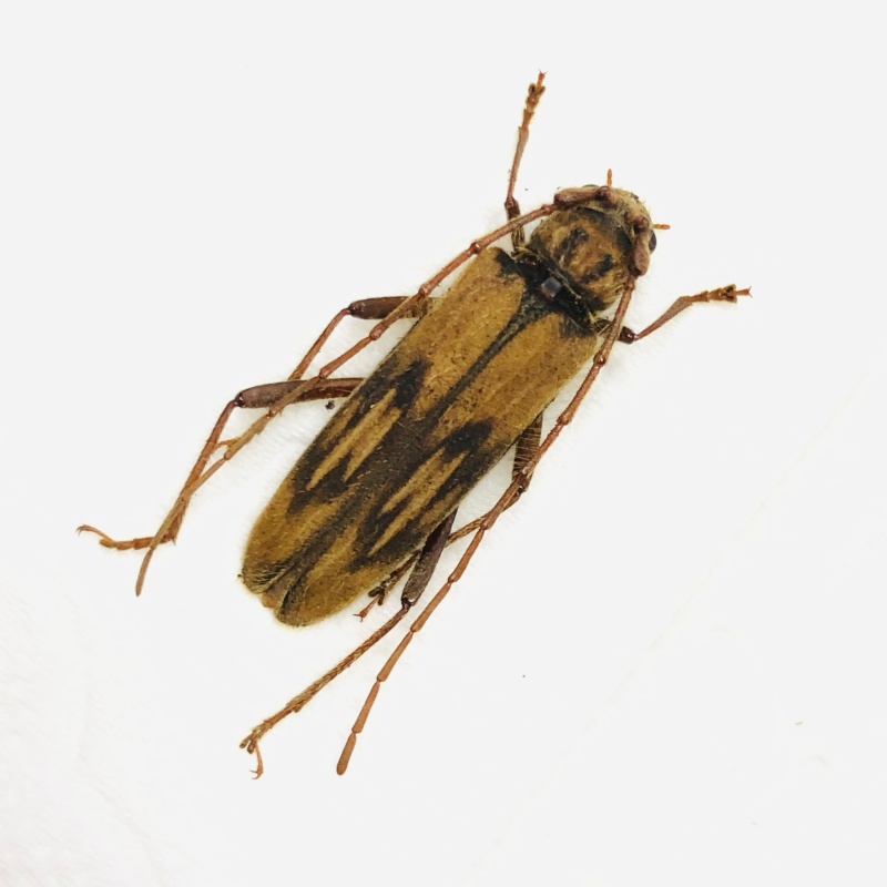 Cerambycidae Zoodes fulguratus‌ A1 from Yingjiang Yunnan No.7793