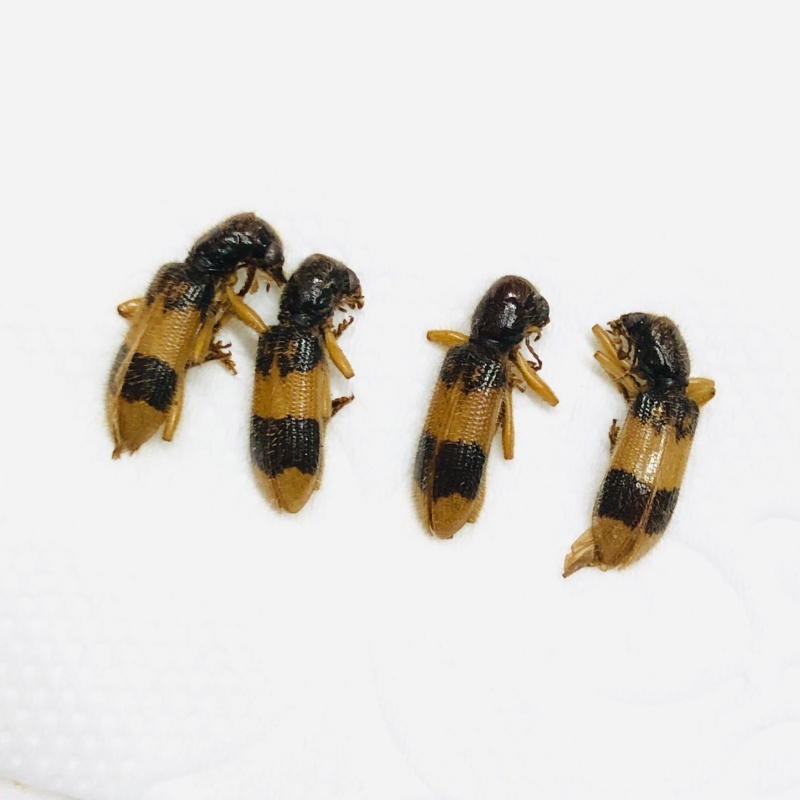 Cleridae sp 4pcs A1 from Mt.Ailaoshan Yunnan No.7807
