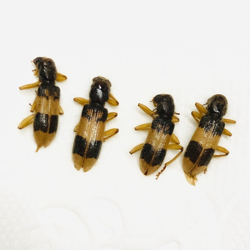 Cleridae sp 4pcs A1 from Mt.Ailaoshan Yunnan No.7806