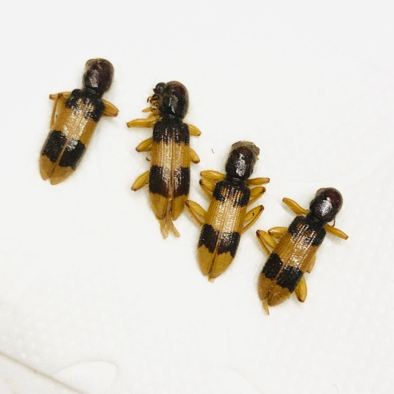 Cleridae sp 4pcs A1 from Mt.Ailaoshan Yunnan No.7805