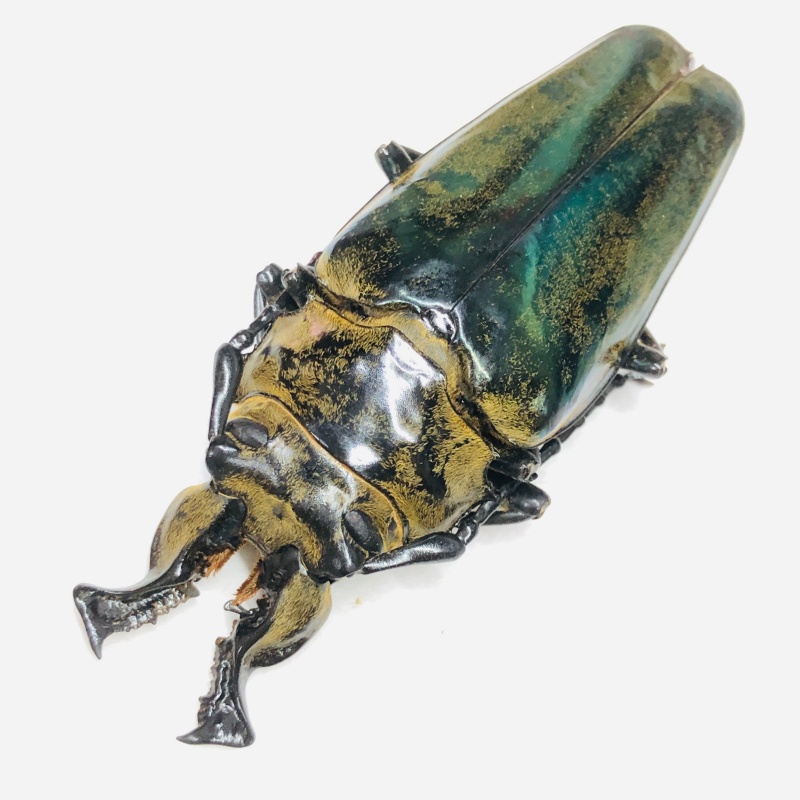 Trictenotomidae Autocrates aeneus 79mm A1 from Motuo Tibet No.7814