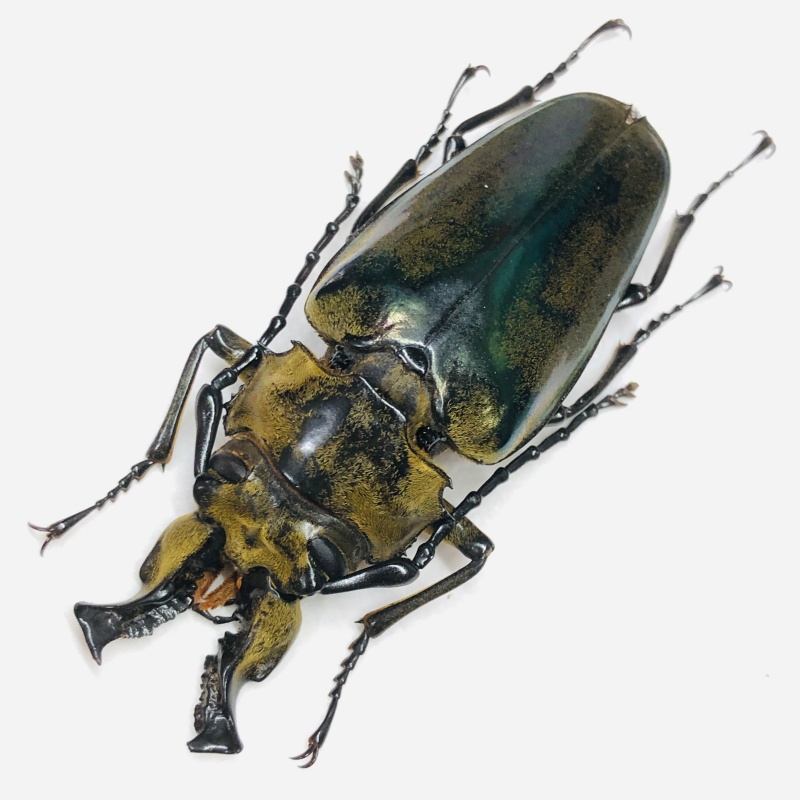 Trictenotomidae Autocrates aeneus 78mm A1- from Motuo Tibet No.7816