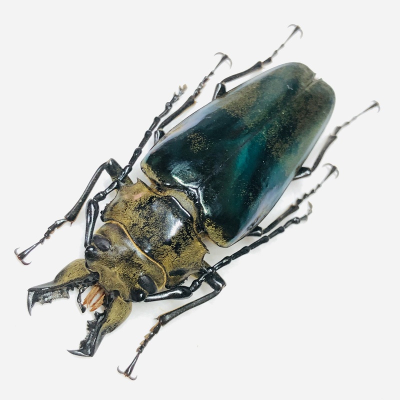 Trictenotomidae Autocrates aeneus 64mm A1 from Motuo Tibet No.7820