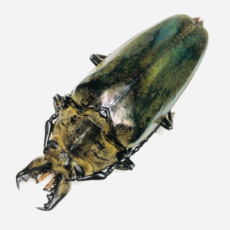 Trictenotomidae Autocrates aeneus F 75mm A1 from Motuo Tibet No.7832