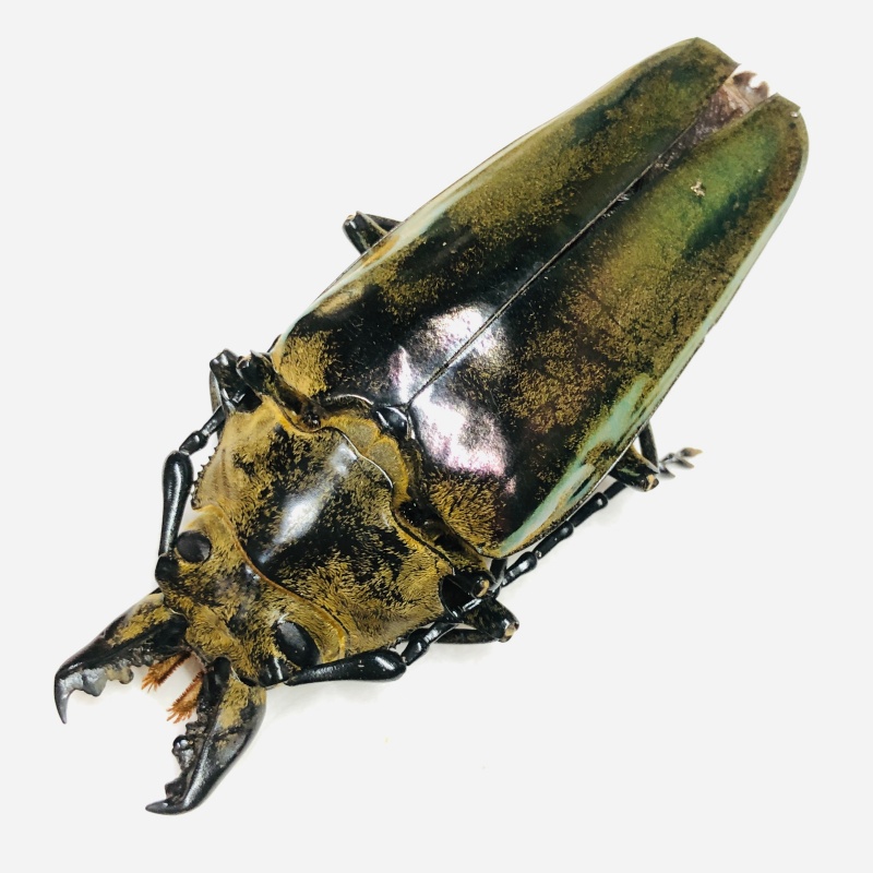 Trictenotomidae Autocrates aeneus F 75mm A1- from Motuo Tibet No.7830