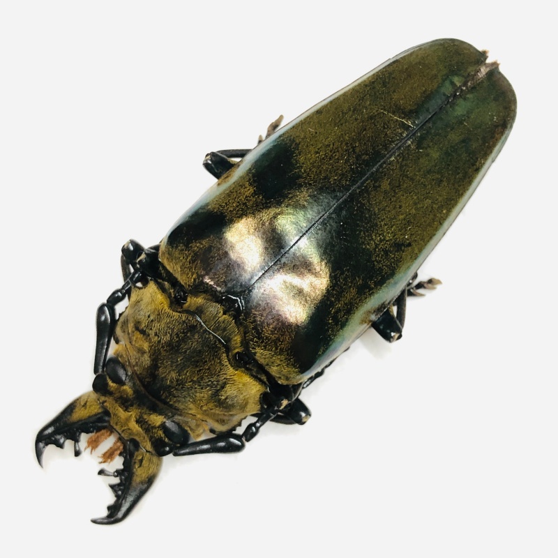 Trictenotomidae Autocrates aeneus F 71mm A1 from Motuo Tibet No.7826