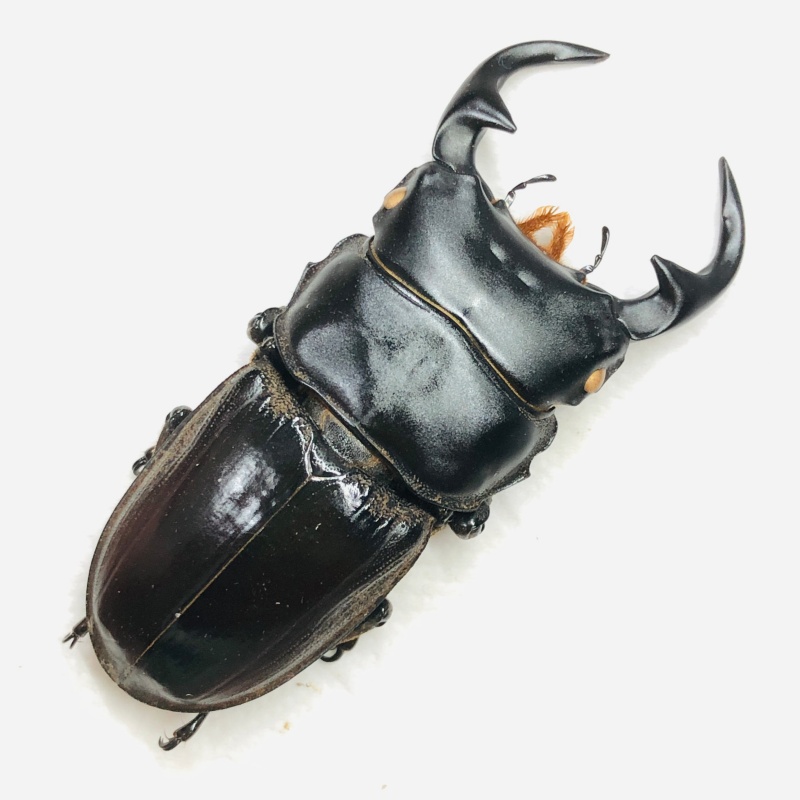 Lucanidae Dorcus curvidens 59mm A1 from Yingjiang Yunnan No.7870