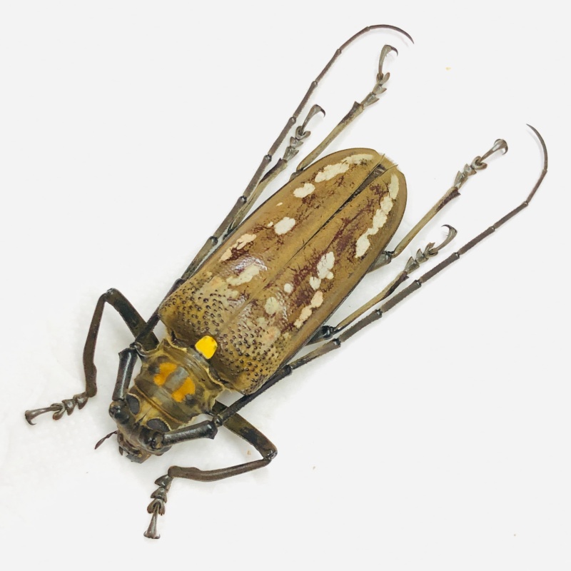 Cerambycidae Batocera sp 51mm A1 from Yingjiang Yunnan No.7858