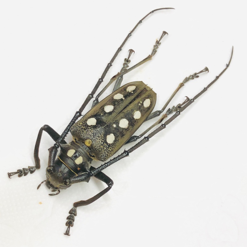 Cerambycidae Batocera calana 40mm A1 from Yingjiang Yunnan No.7860