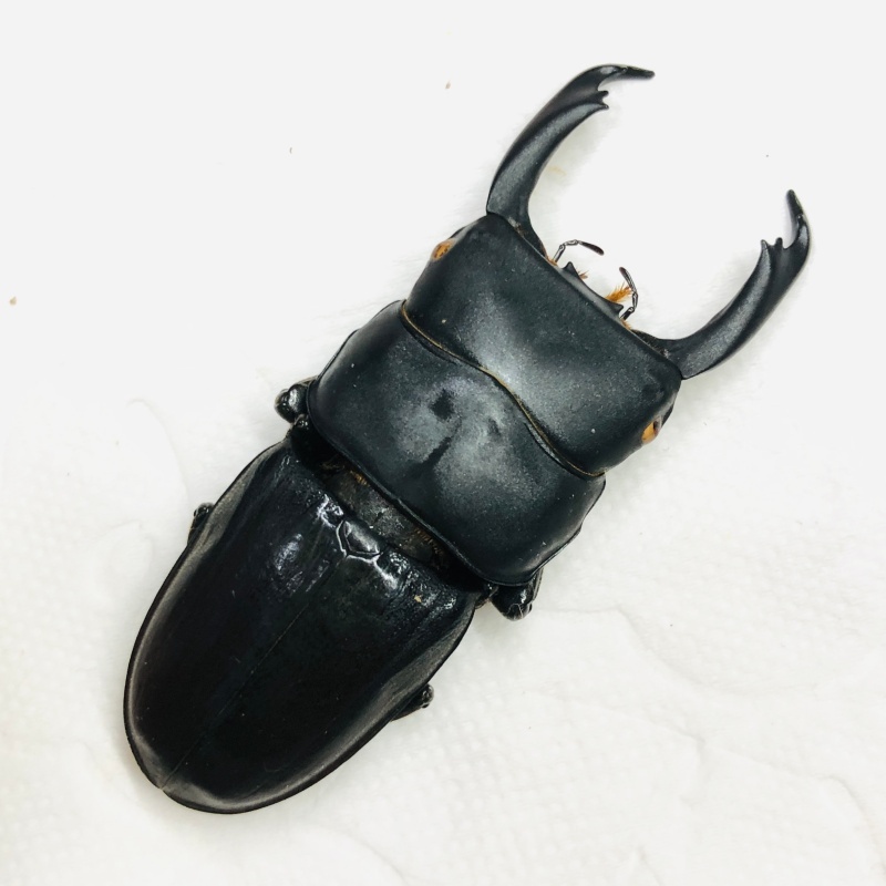 Lucanidae Dorcus reichei 53mm A1 from Yingjiang Yunnan No.7880