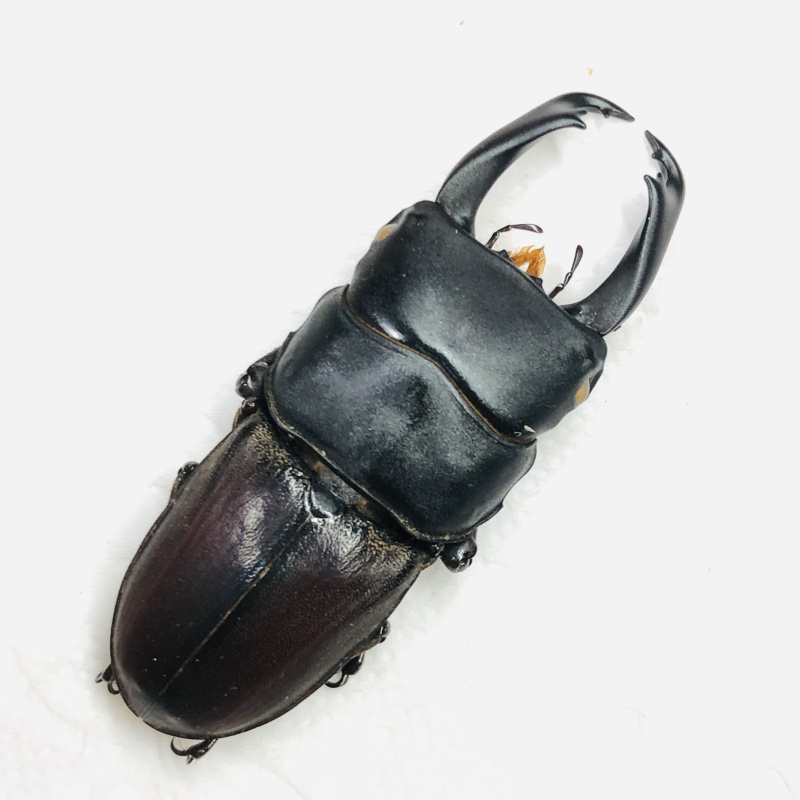 Lucanidae Dorcus cervulus 47mm A1 from Yingjiang Yunnan No.7854