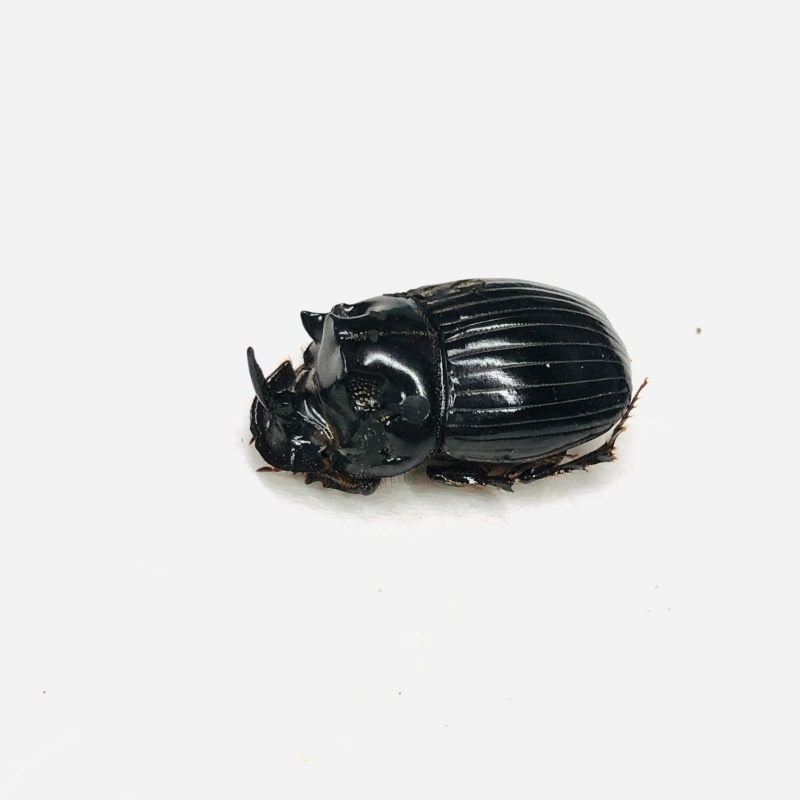 Scarabaeidae sp 20mm A1 from Yingjiang Yunnan No.7883