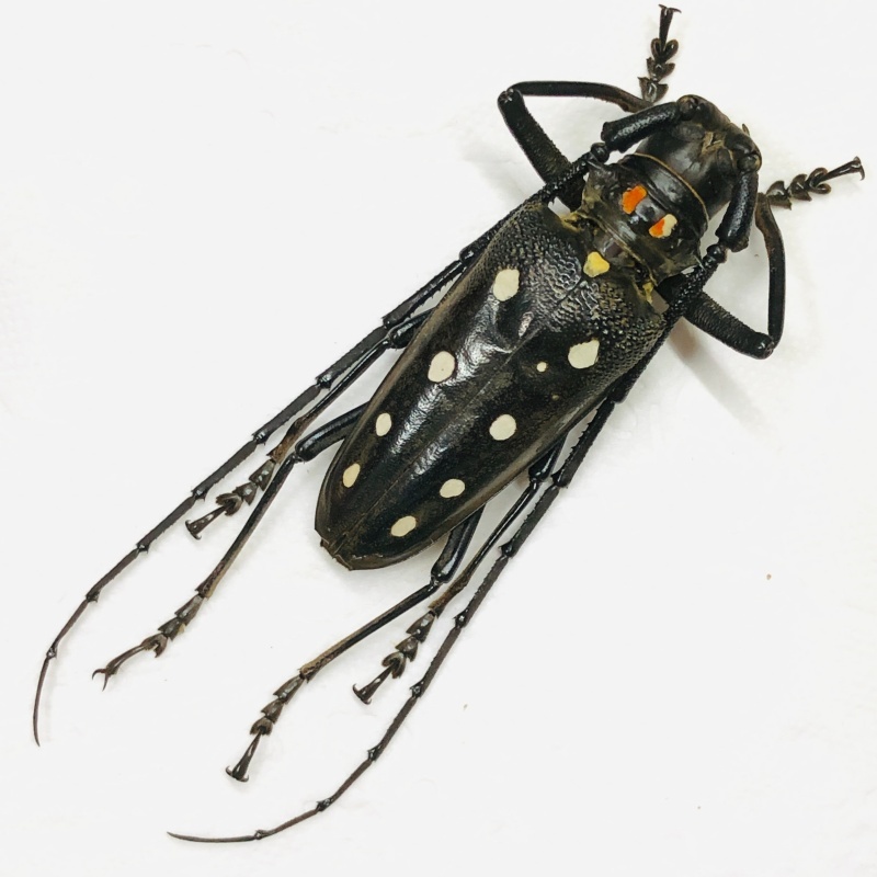 Cerambycidae Batocera calana 53mm A1 from Yingjiang Yunnan No.7887