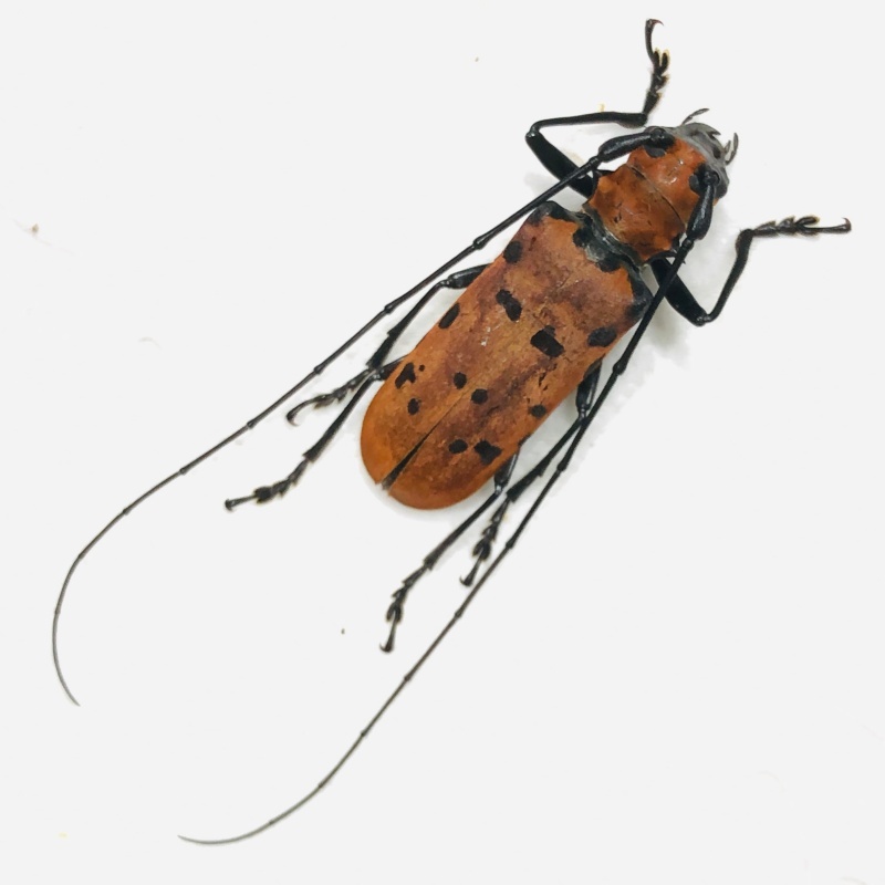 Cerambyciae sp A1 from Yingjiang Yunnan No.7889