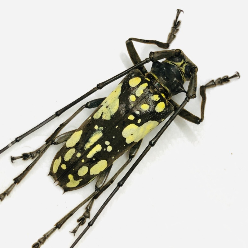 Cerambycidae sp A2 from Yingjiang Yunnan No.7885 EX-RARE