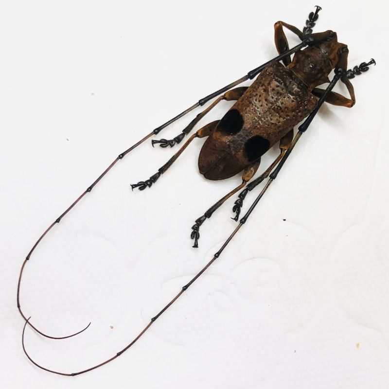 Cerambyciae sp A1 from Yingjiang Yunnan No.7888