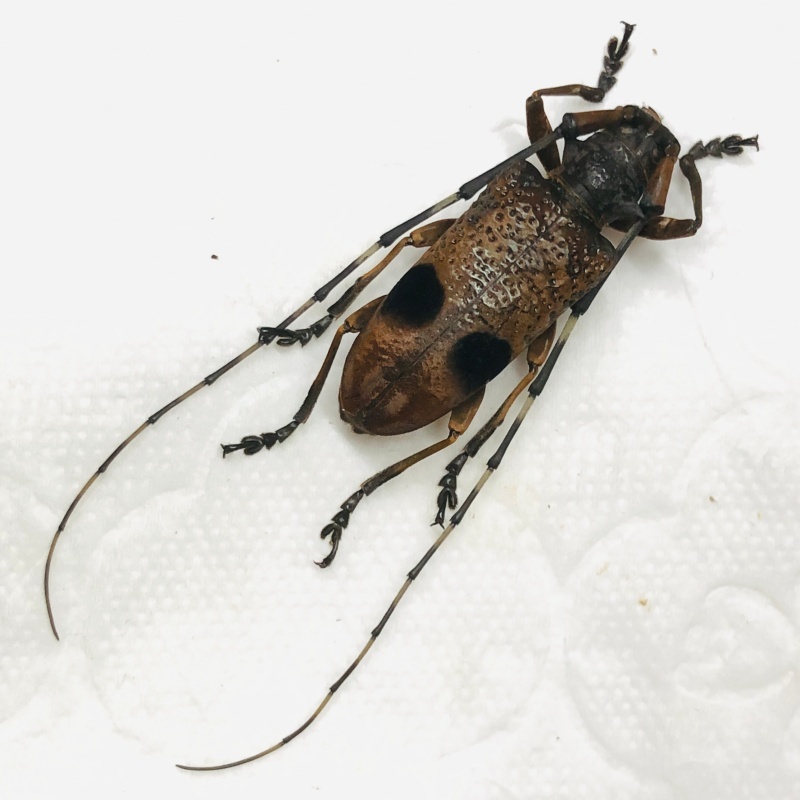 Cerambyciae sp A1 from Yingjiang Yunnan No.7890
