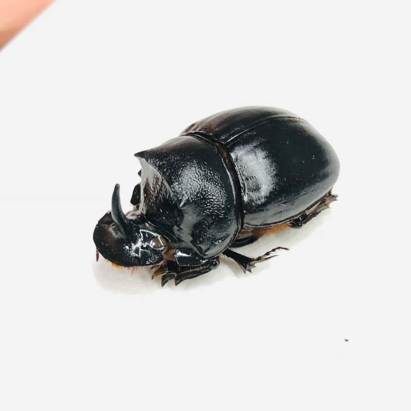 Scarabaeidae sp 29mm A1 from Yingjiang Yunnan No.7896