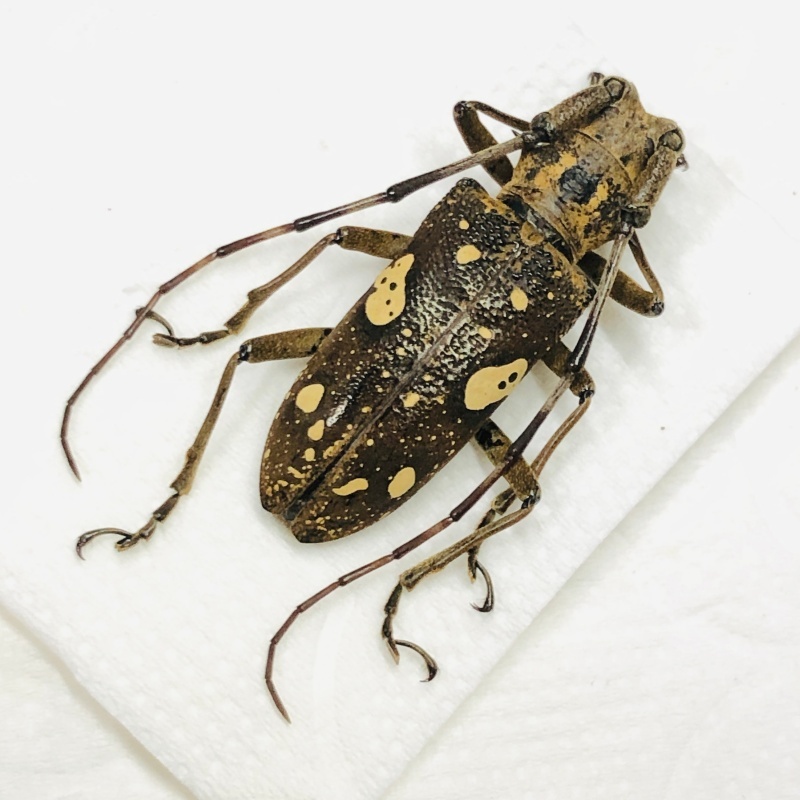 Cerambyciae sp A1 from Yingjiang Yunnan No.7893