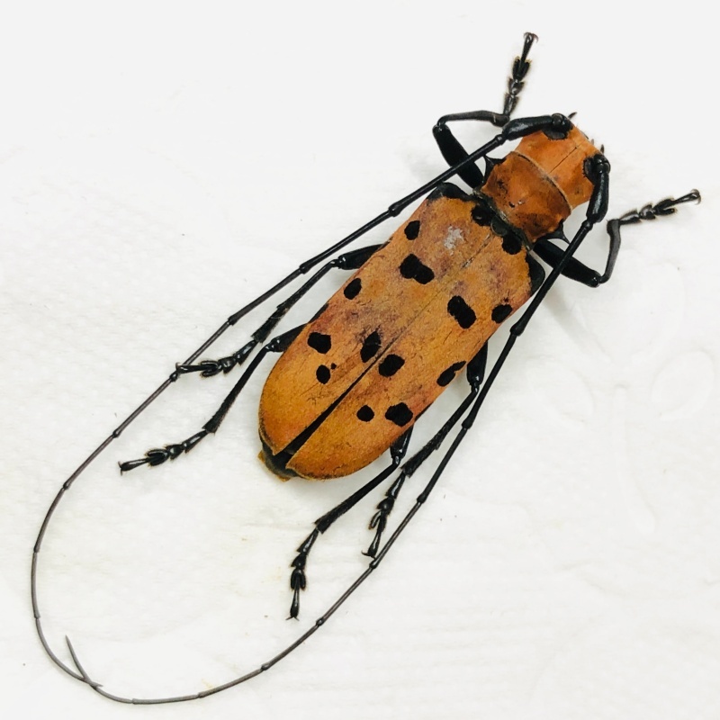 Cerambyciae sp A1 from Yingjiang Yunnan No.7891