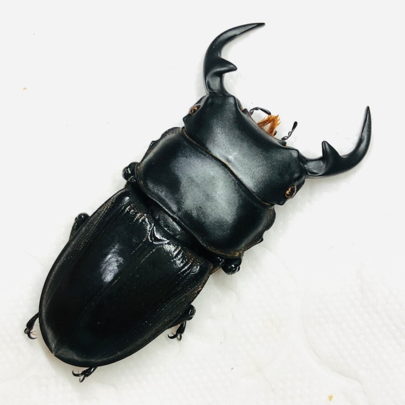 Lucanidae Dorcus curvidens 53mm A1 from Yingjiang Yunnan No.7899