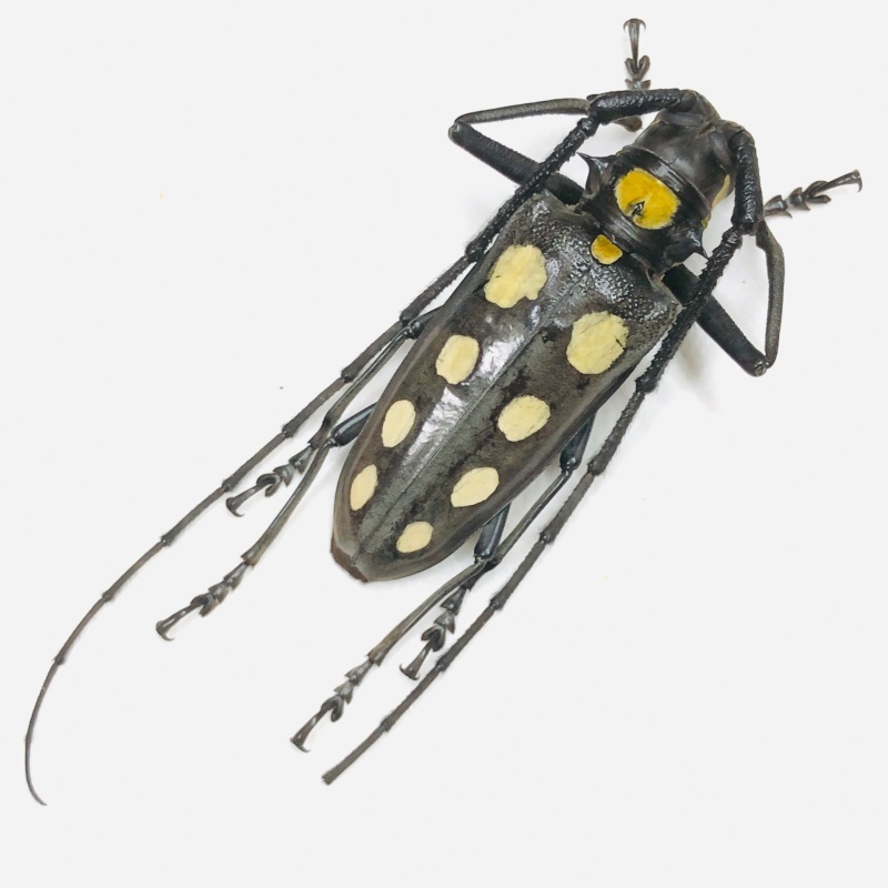 Cerambycidae Batocera roylei 56mm A2 from Yingjiang Yunnan No.7897