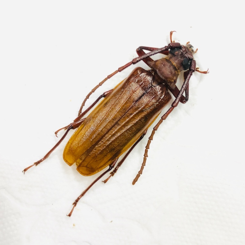 Cerambycidae Prioninae sp 34mm A1 from Yingjiang Yunnan No.7908