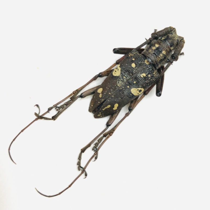 Cerambycidae sp A1 from Yingjiang Yunnan No.7906