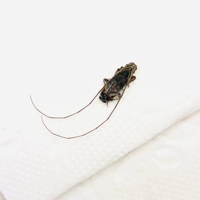 Cerambycidae sp A1 from Jinxiu Guangxi No.7904