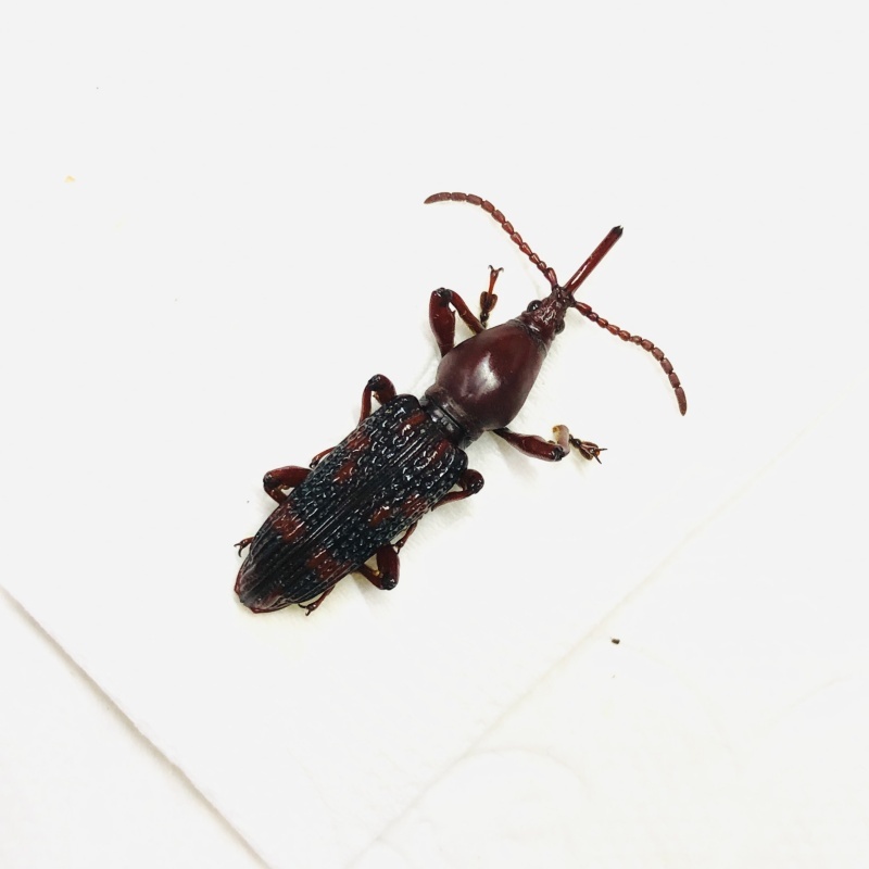 Brentidae sp A1 from Yingjiang Yunnan No.7901