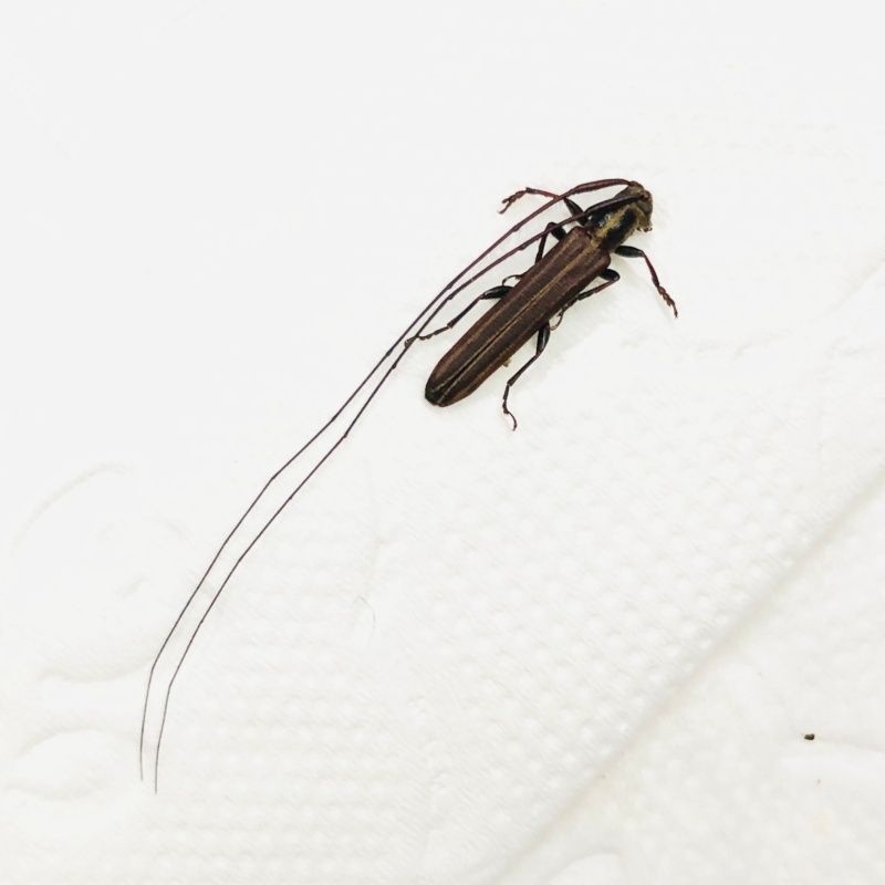 Cerambycidae sp A1 from Jinxiu Guangxi No.7902